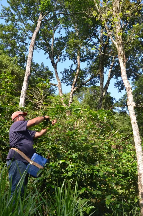 Trabalhador realiza a colheita seletiva do café sob as árvores.