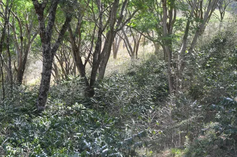 Florada dos cafeeiros cultivados à sombra das árvores.