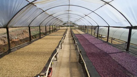 Vista interna das estufas suspensas, com café secando dos dois lados do corredor.