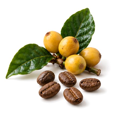 Frutos amarelos da variedade Arara, com folhas e grãos torrados.