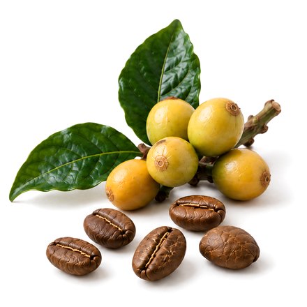 Frutos amarelos da variedade Catucaí Amarelo, com folhas e grãos torrados.